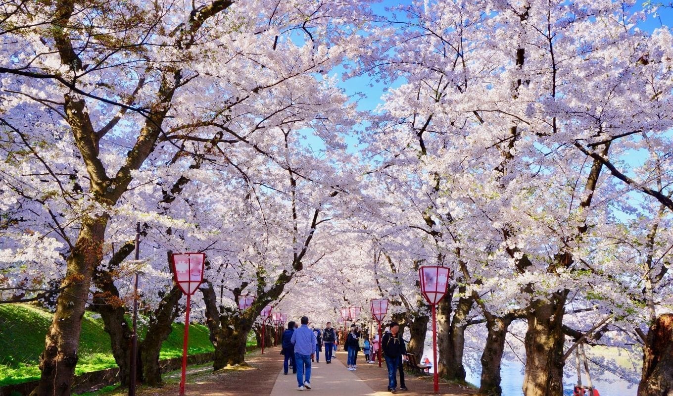 Japan’s Best Cherry Blossom At Hirosaki Sakura Festival